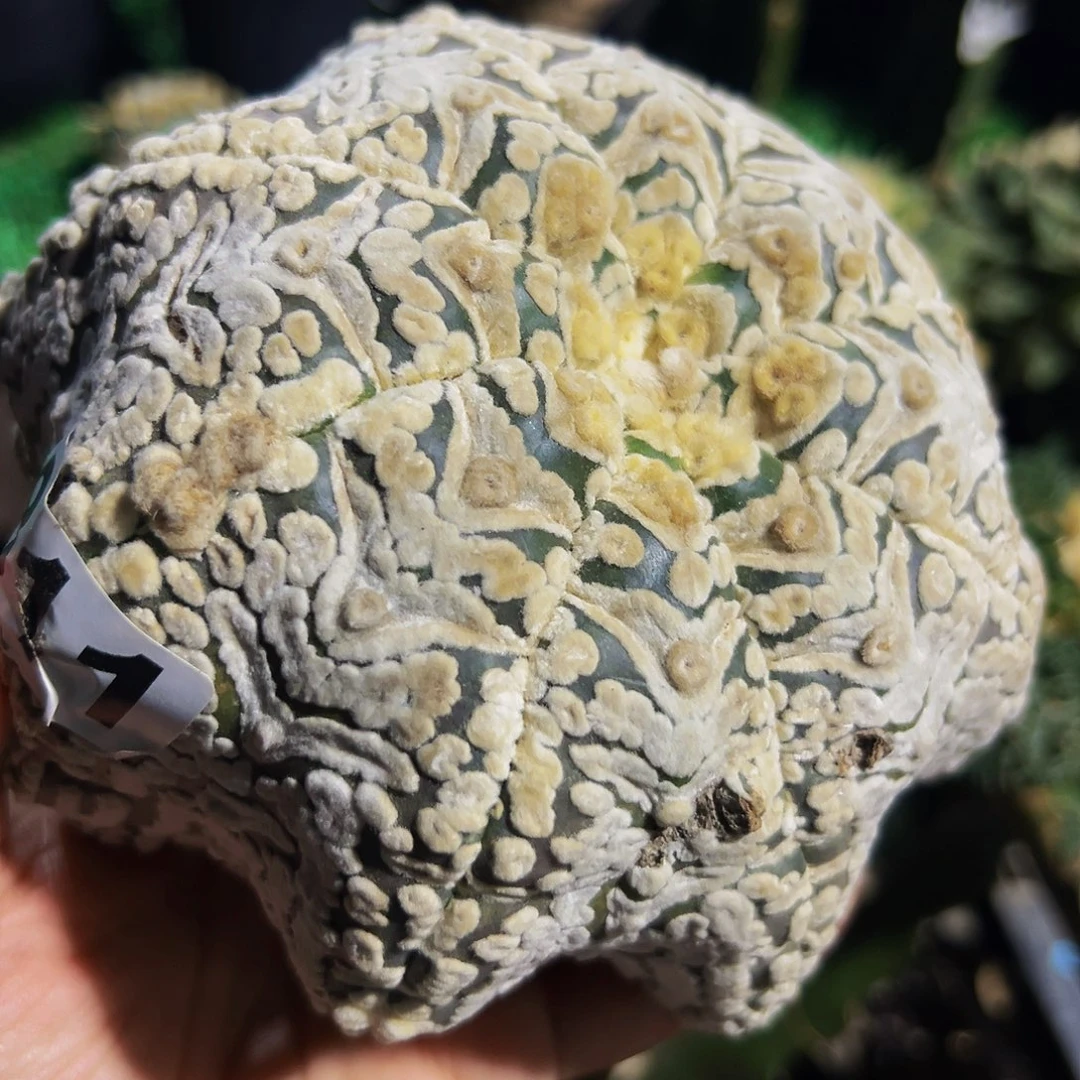 无花朵浓白大宽v兜微瑕疵811