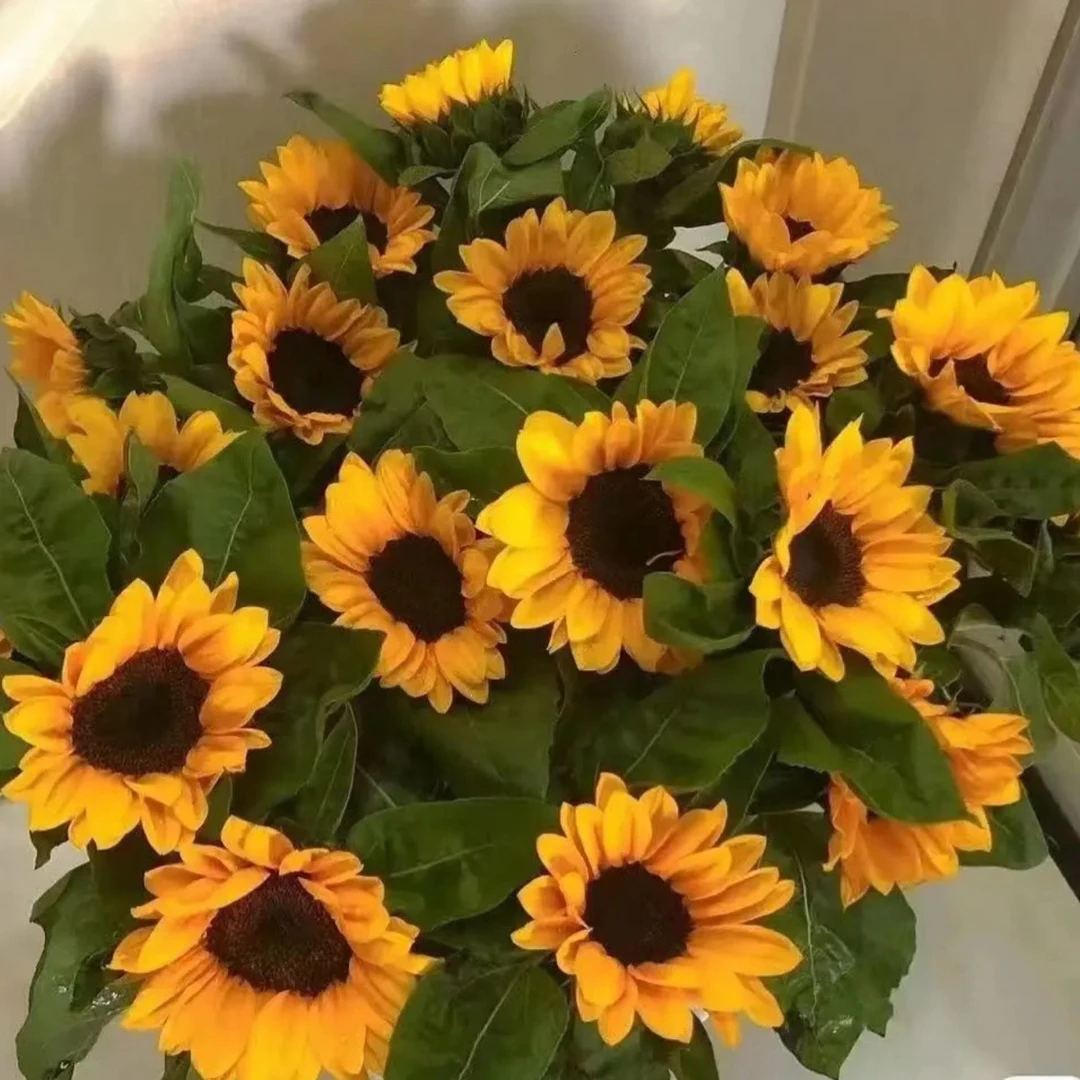 向日葵太阳花中花鲜花花束云南昆明花卉基地直发家用水养速递包邮