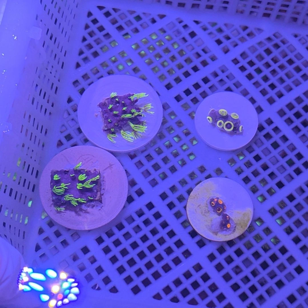 中国大陆27 号框加单直播间