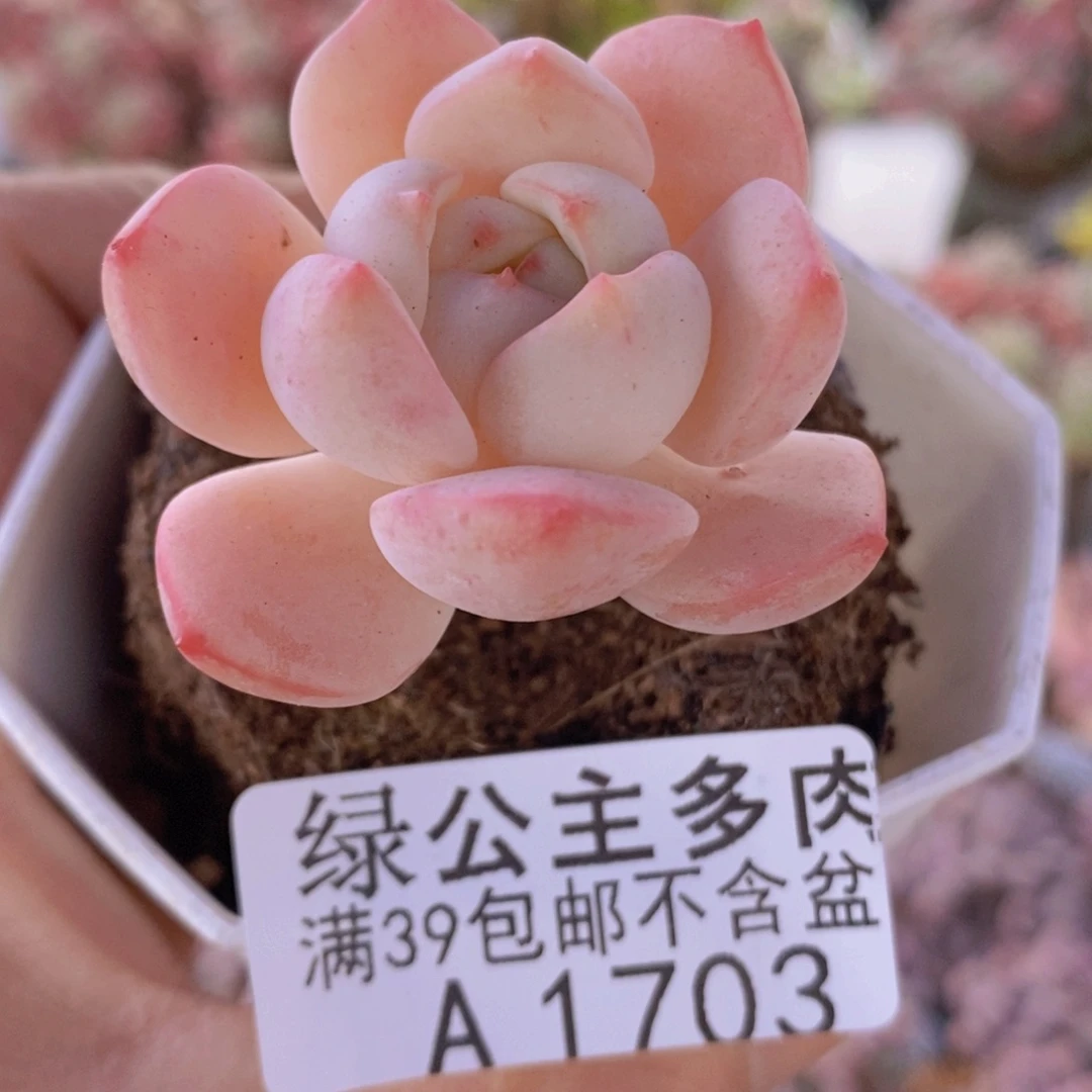 香草单头1703多肉植物