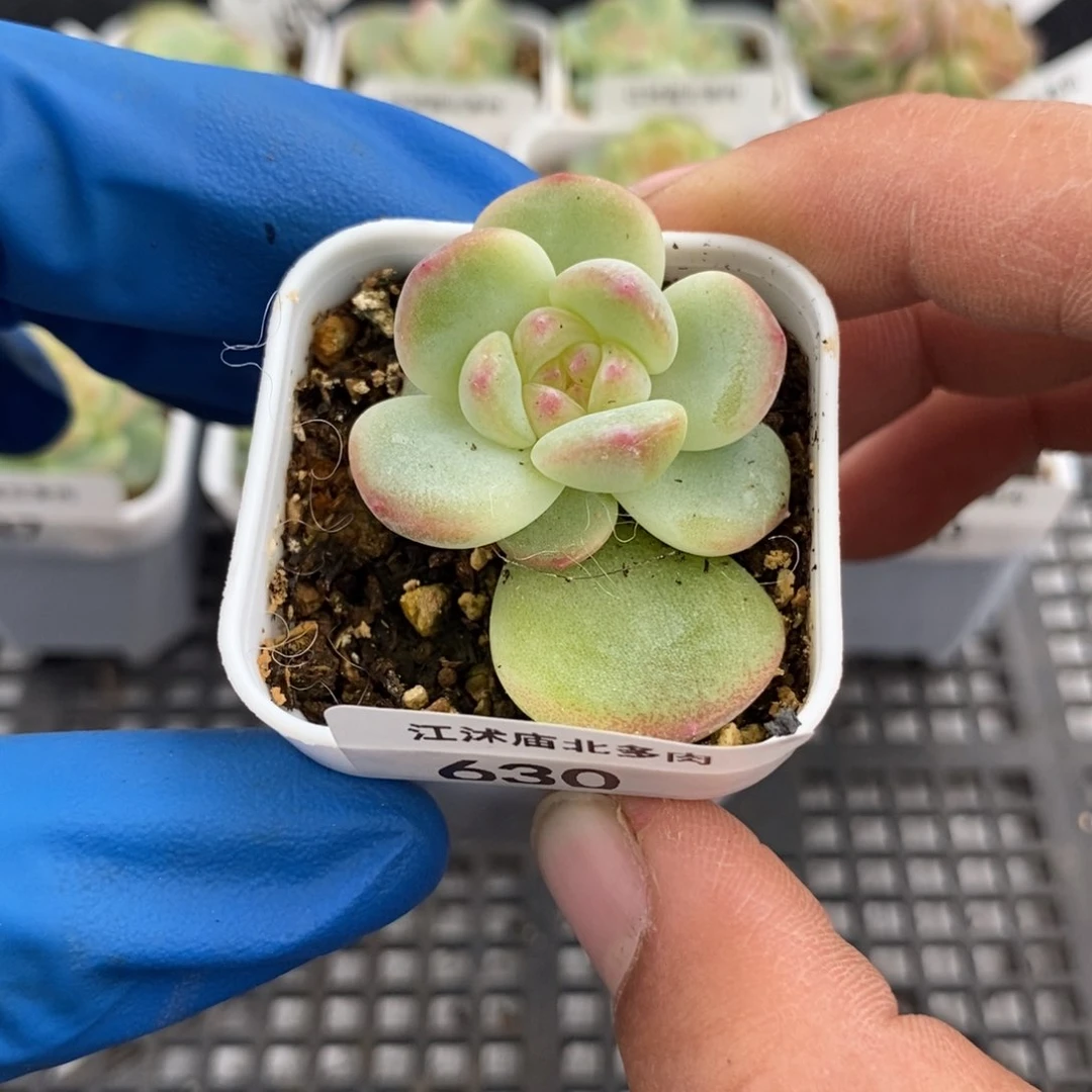 标签630樱桃甜心p146一个