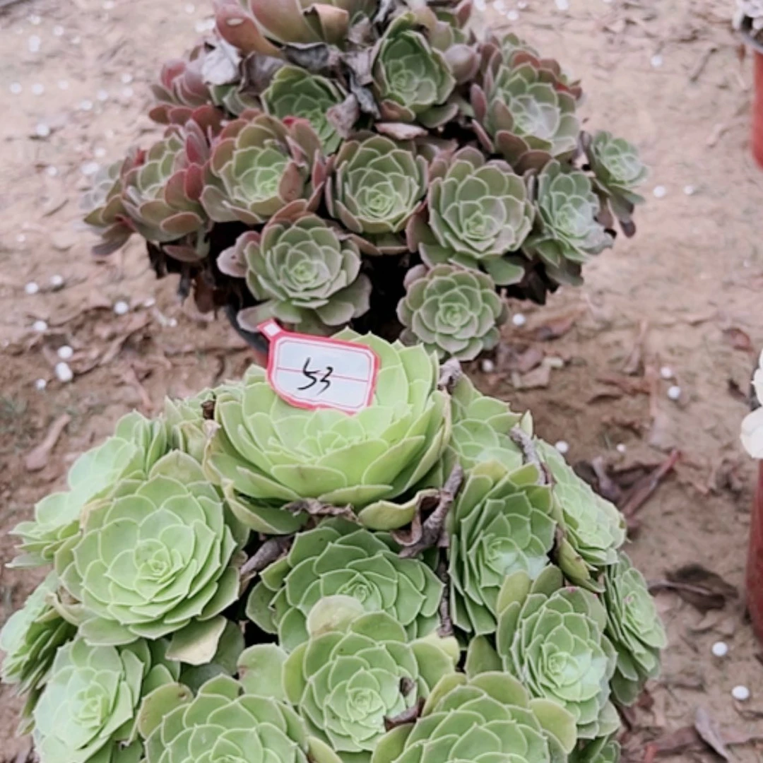 【闪购商品】无花朵晓53号套餐2颗