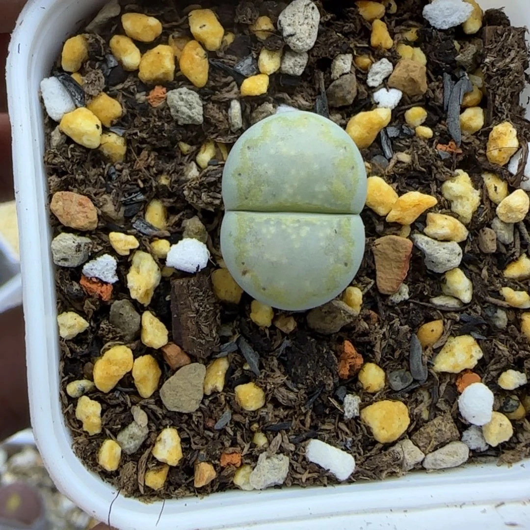 411二蜕绿饼干清框福利30包邮