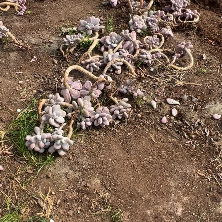 S***⁴云南多肉瑕疵桃蛋不售后