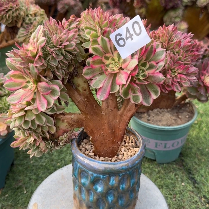 倾城法师锦缀化640