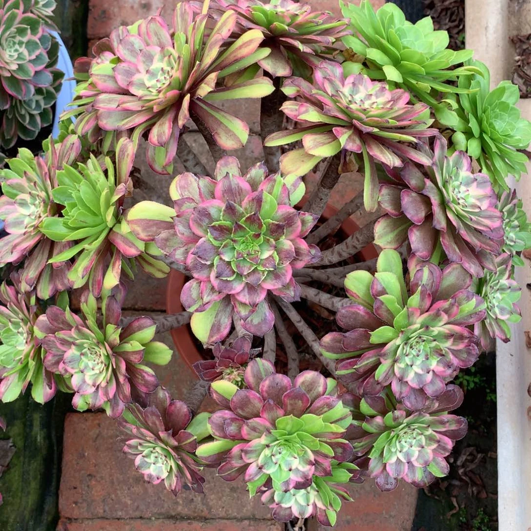 花脸粉黛，多肉植物