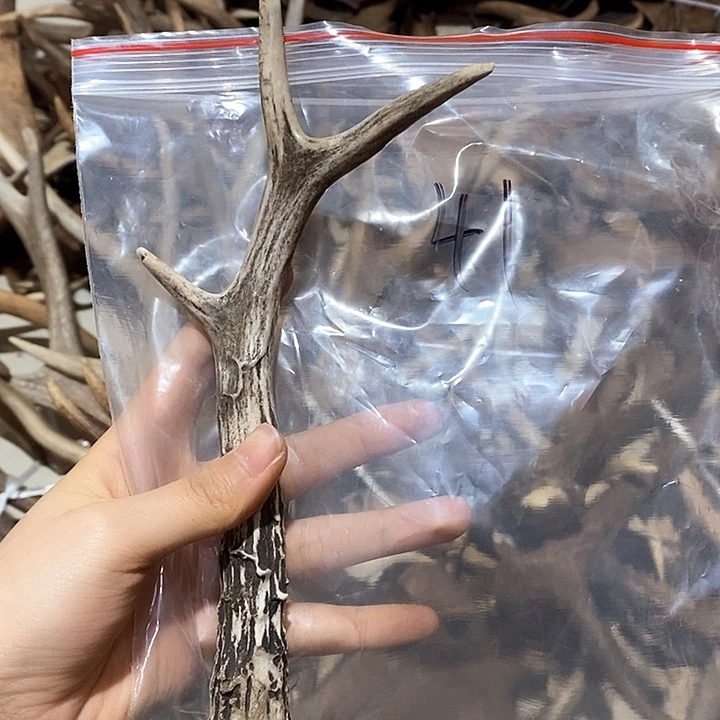 鹿角鹿角鹿角鹿角鹿角