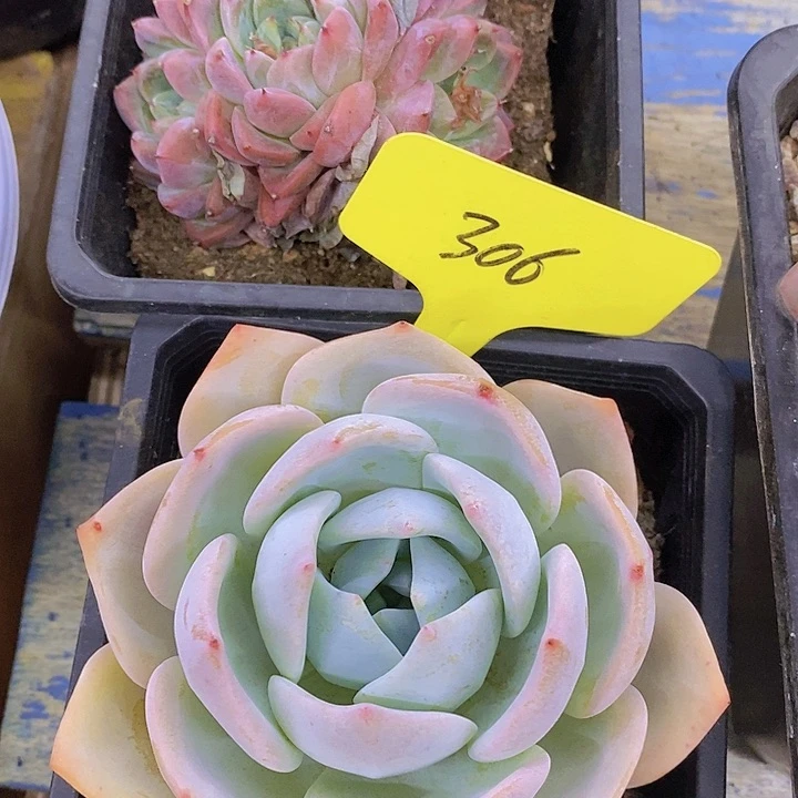 多肉植物，到就包邮，一物一拍