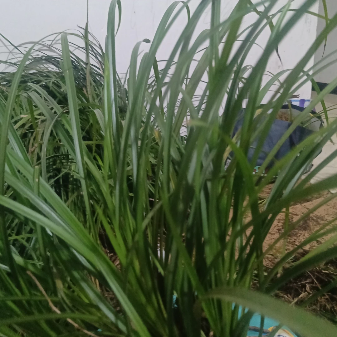 浓香四季兰苗室内桌面绿植阳台春兰绿植客厅大摆件好养名贵兰花苗