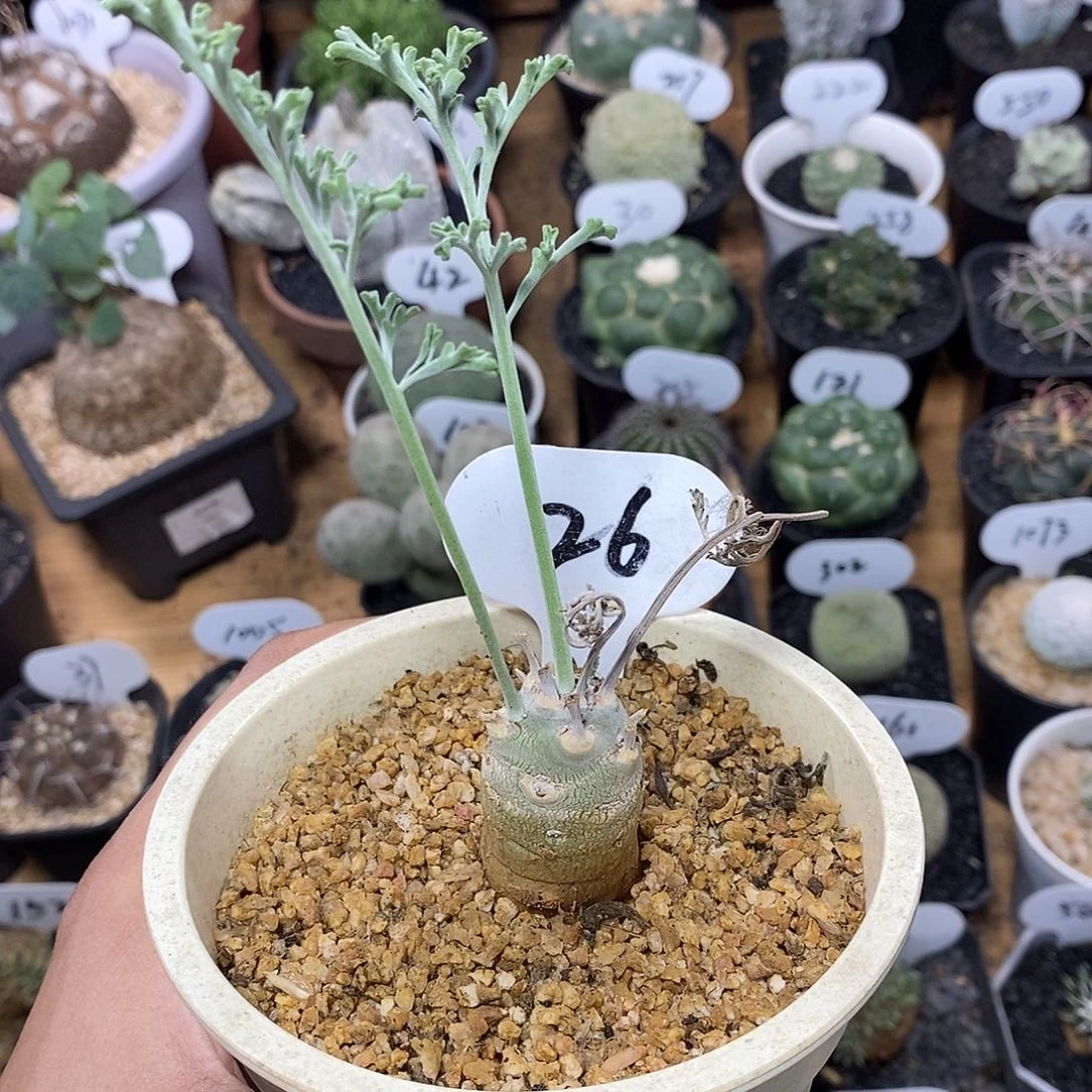 实生沉香鹿茸洋葵26号2.4cm