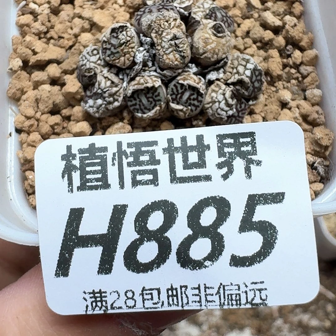 多肉我的润泽的车