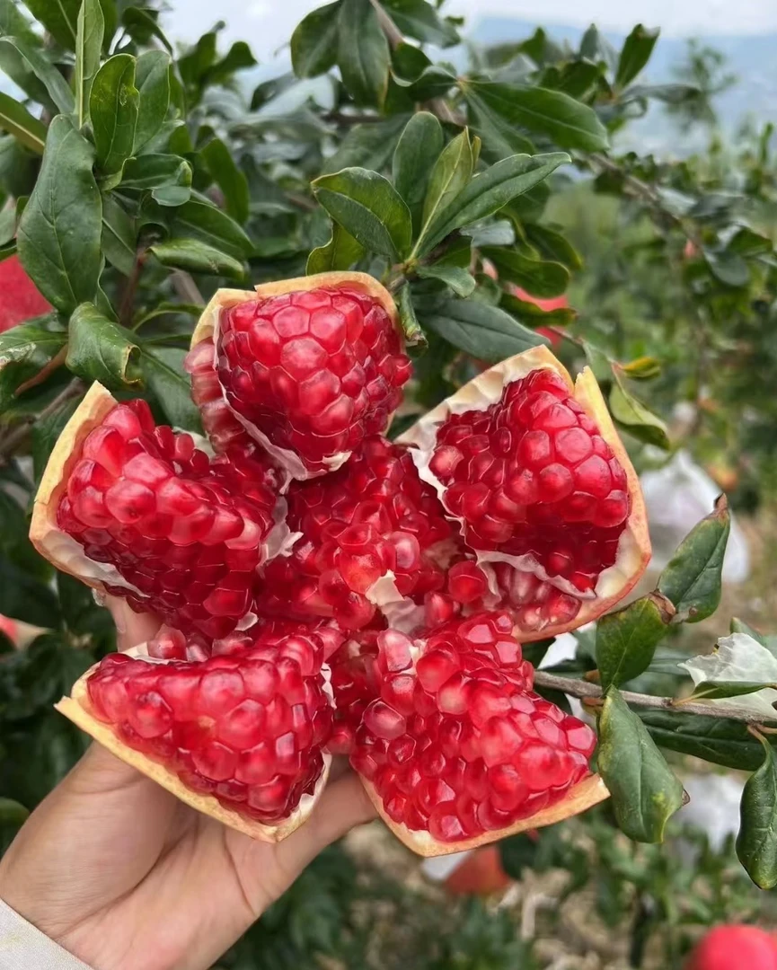 四川会理软籽石榴新鲜当季水果爆汁