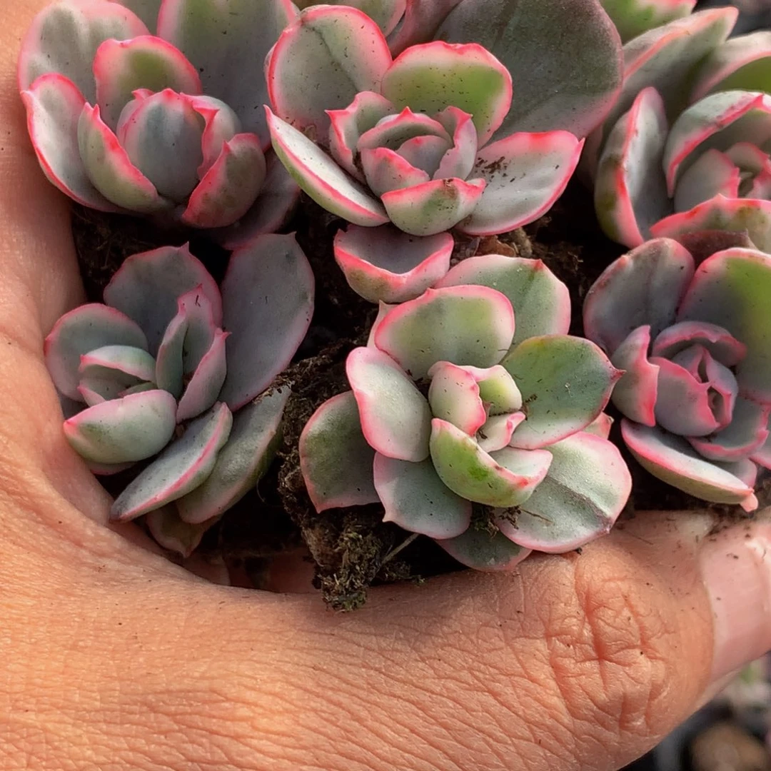 伯克利锦1颗 小 （11元包邮不满11发叶子不售后）