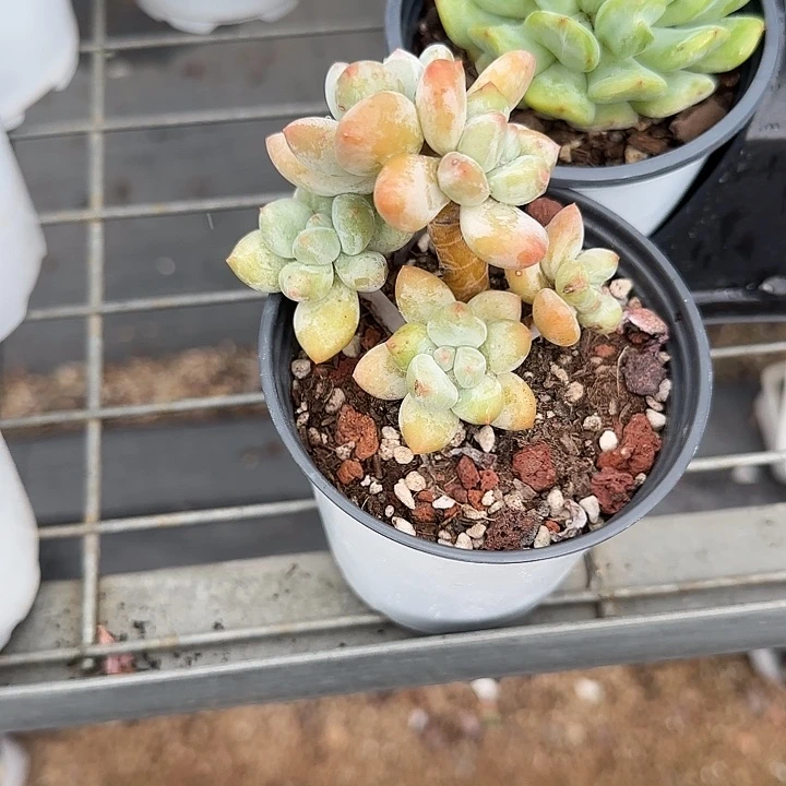 青蛙王子儿童牙膏11