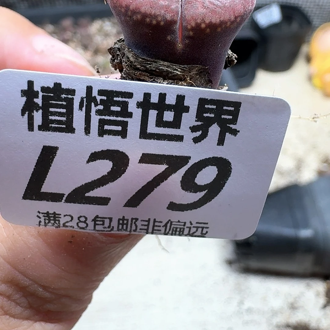 多肉植物多肉植物的润泽