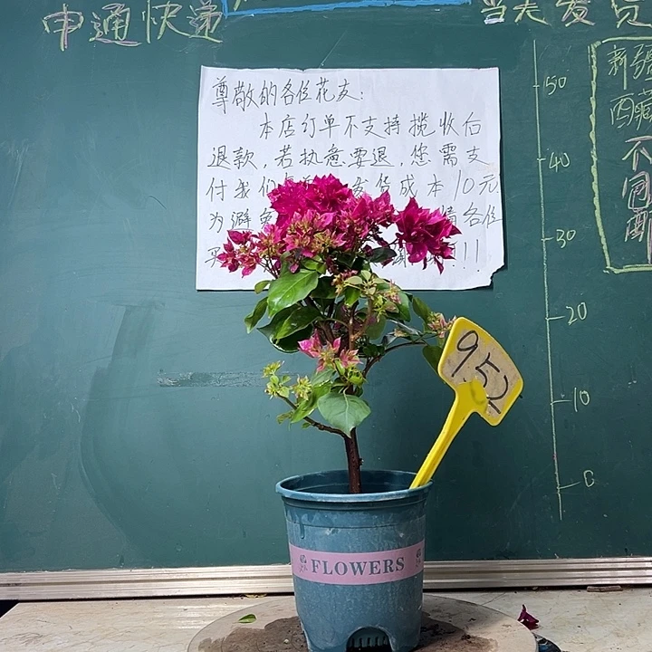 完全开放 重瓣枣红  952