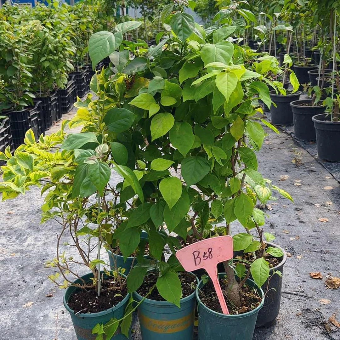 当前无花栽培后可以开花B58杂七杂八一颗