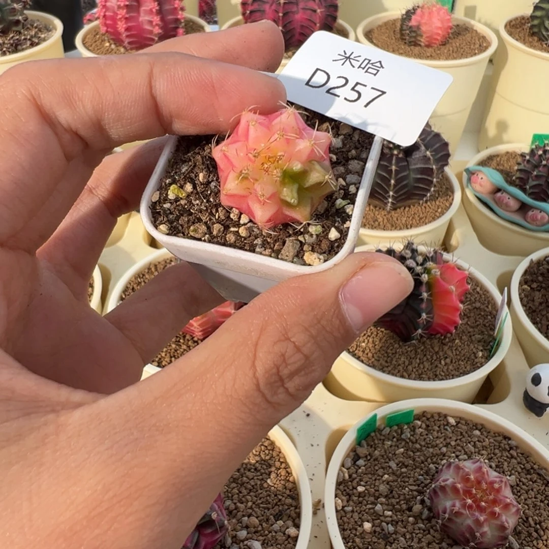 257 好看的米哈冲冲冲