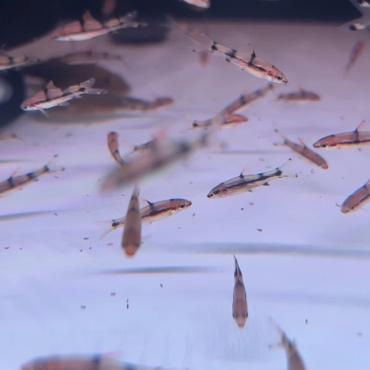 短鲷鱼一眉喵10条