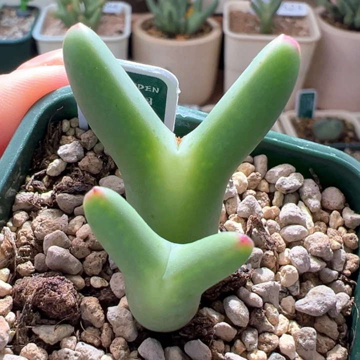 w596。优选ssg0136皮卡丘 苏克曼5年母本拆头 圆柱细耳