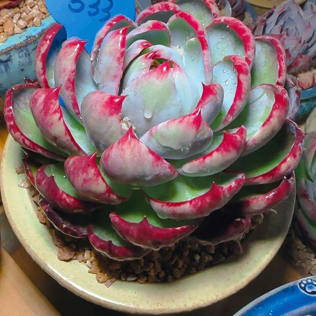 大*娇惊鸿仙子一物一拍533号