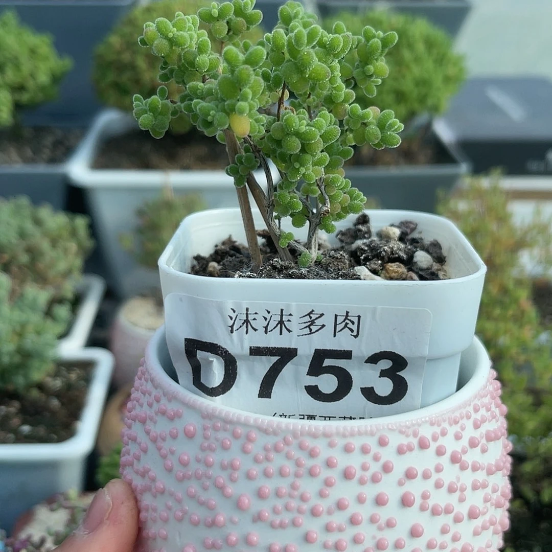 朝***花753带盆蜜桔糖球