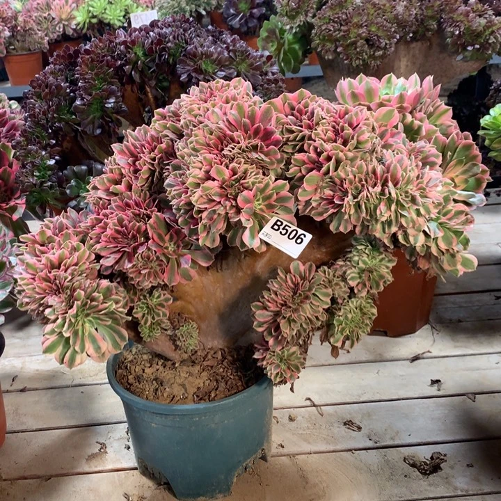 506粉女巫缀多肉法师