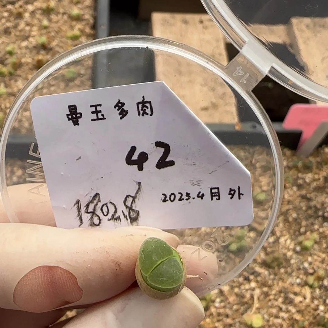 ?***?多肉多肉多肉4-042