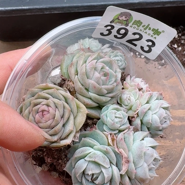 多肉植物多肉植物