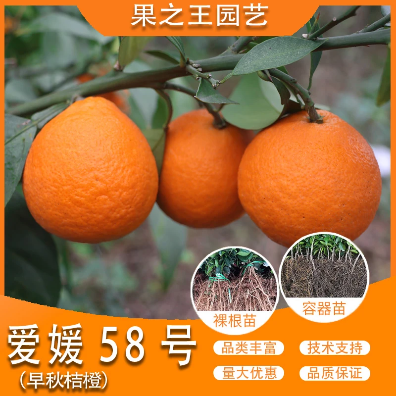 果之王【爱媛58号】盆栽地栽嫁接产量高好管理南北耐寒柑橘苗