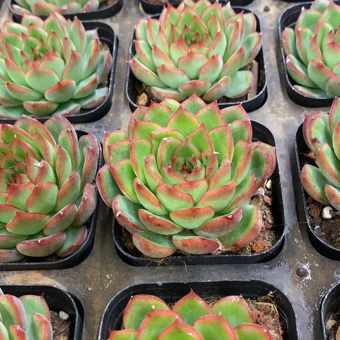 团。红边。福利多多