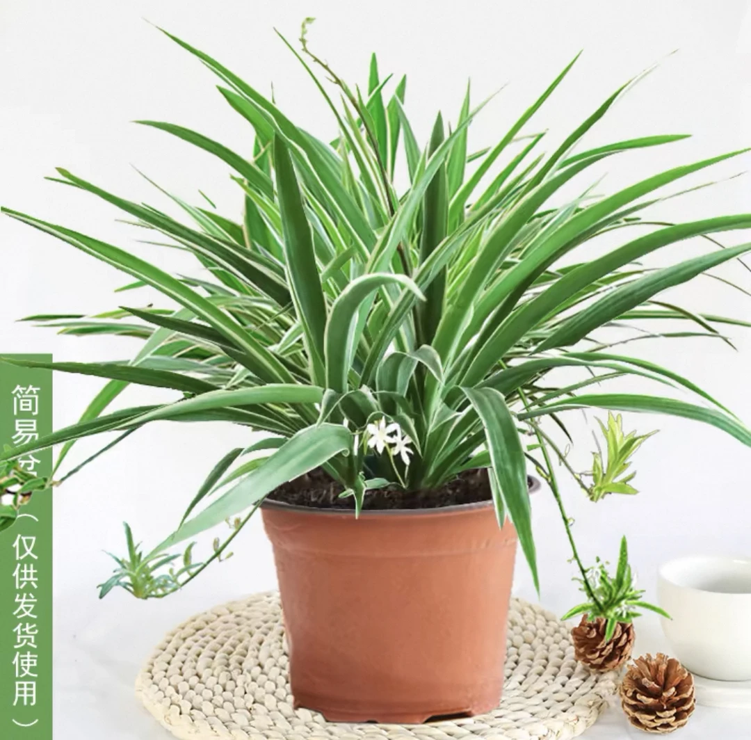 金边吊兰青叶吊兰盆栽阳台办公室内花卉绿植好养垂吊植物吸除甲醛