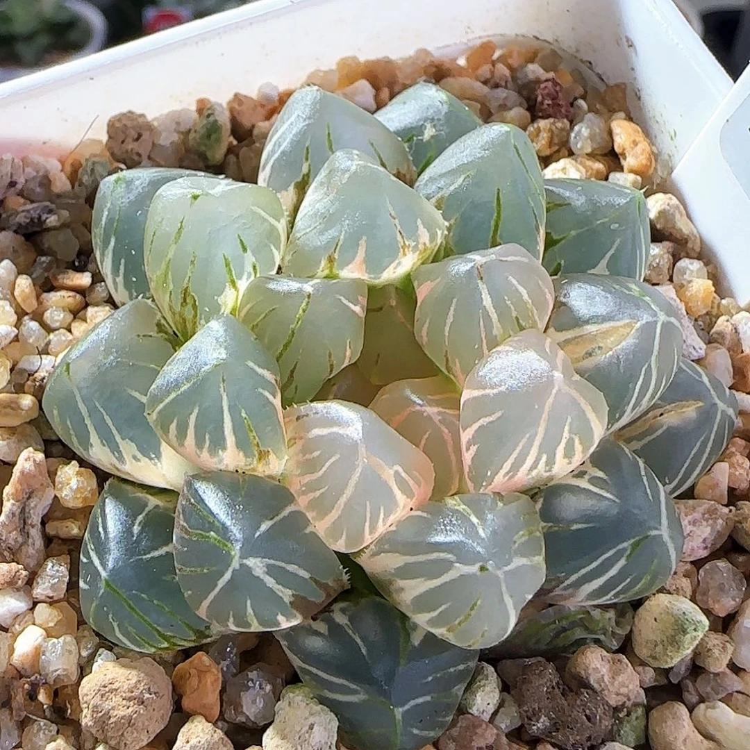 031号OM玉露锦一物一拍带盆土