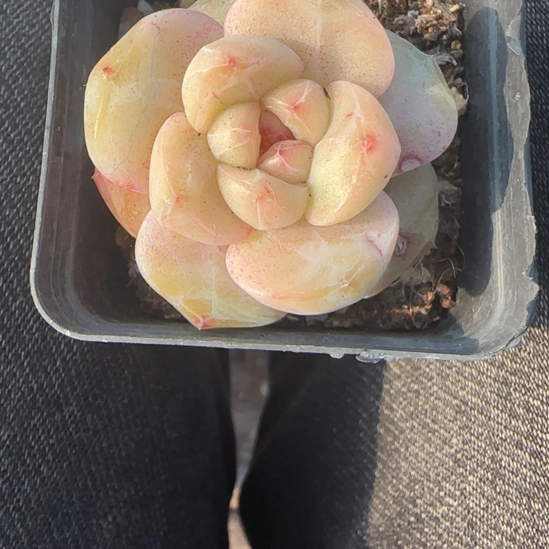 多肉小卡拉米糖心一物一拍