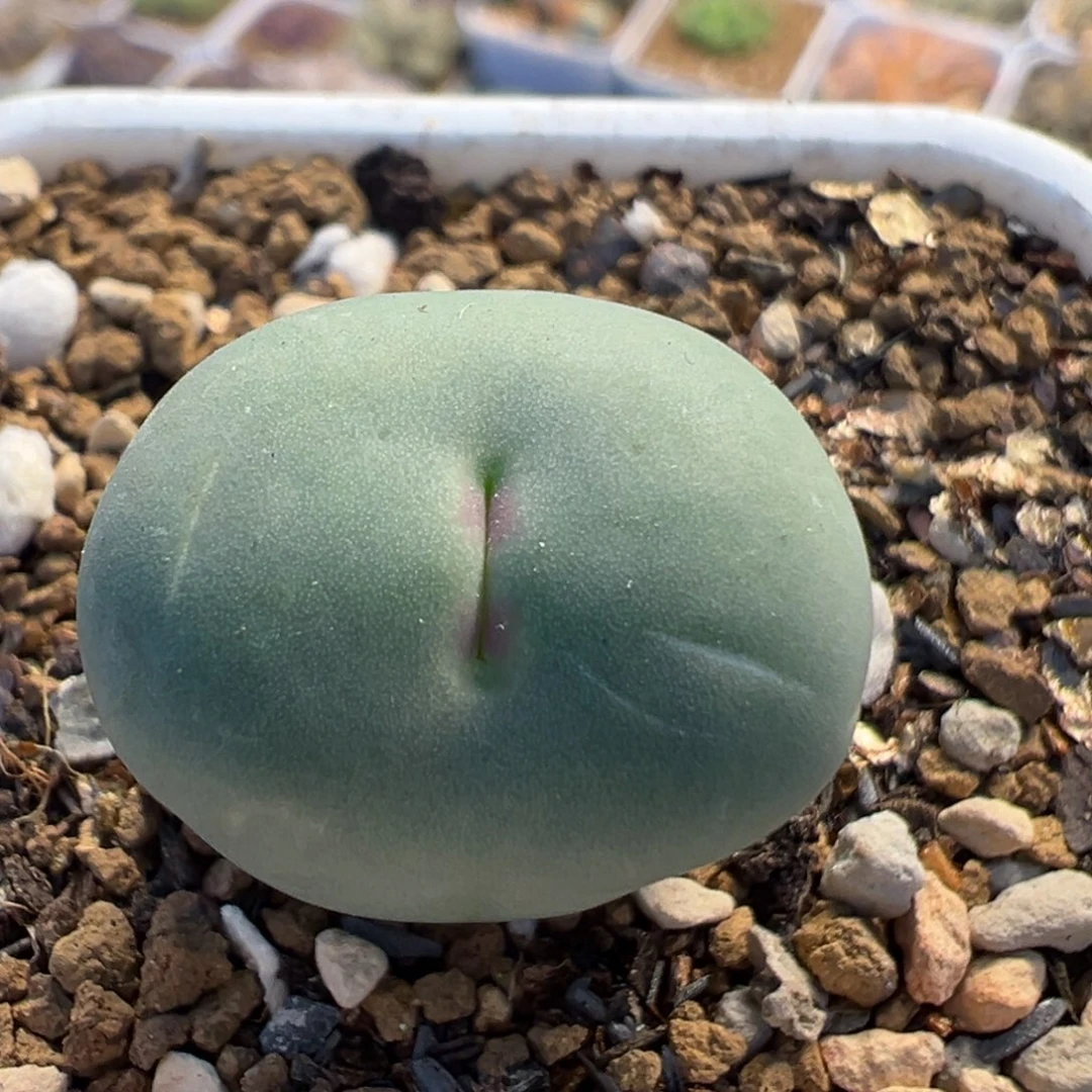 518多肉植物百科植物