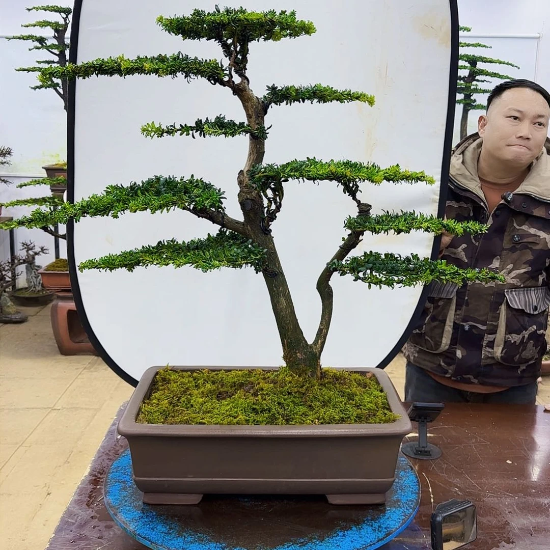 盆景欢迎大家一起来捡漏