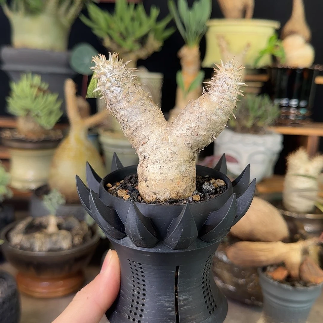 一物一拍惠比大黑199