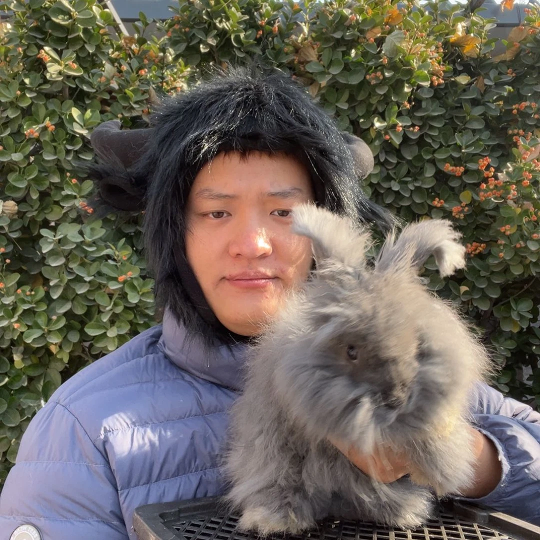 双血统英系安哥拉兔子