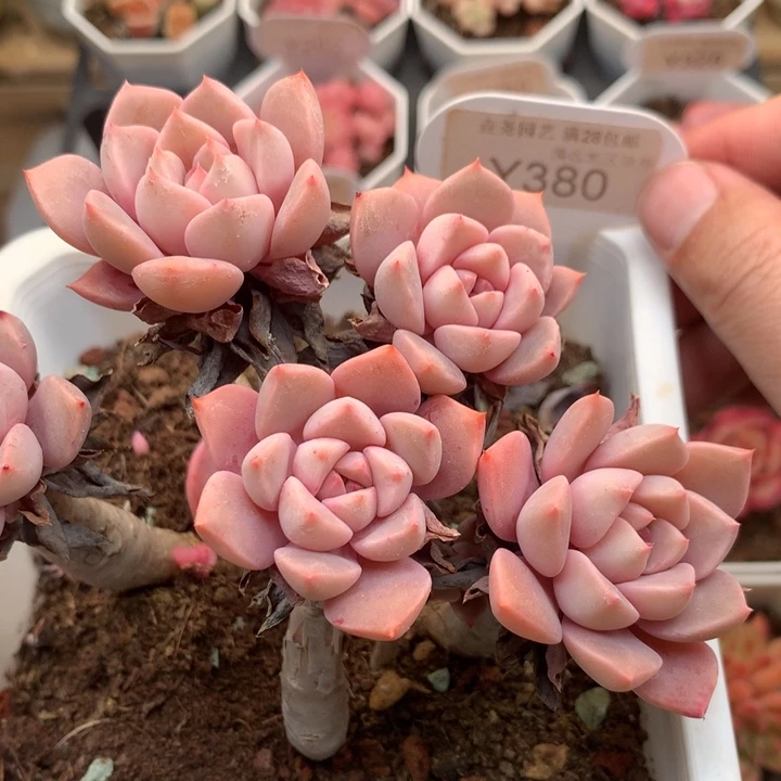 0380 红粉佳人 12cm