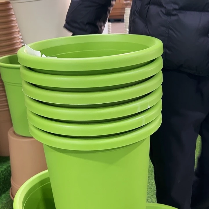 微瑕7号四季口33高33果绿无托6只