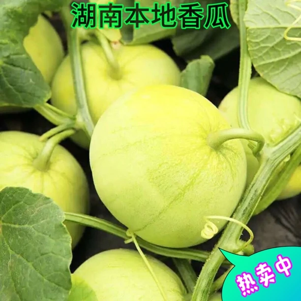 湖南本地香瓜甜瓜白瓜农户露天种植甜瓜脆甜香现摘发货