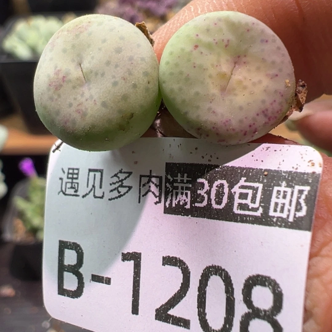 多肉植物11111111111