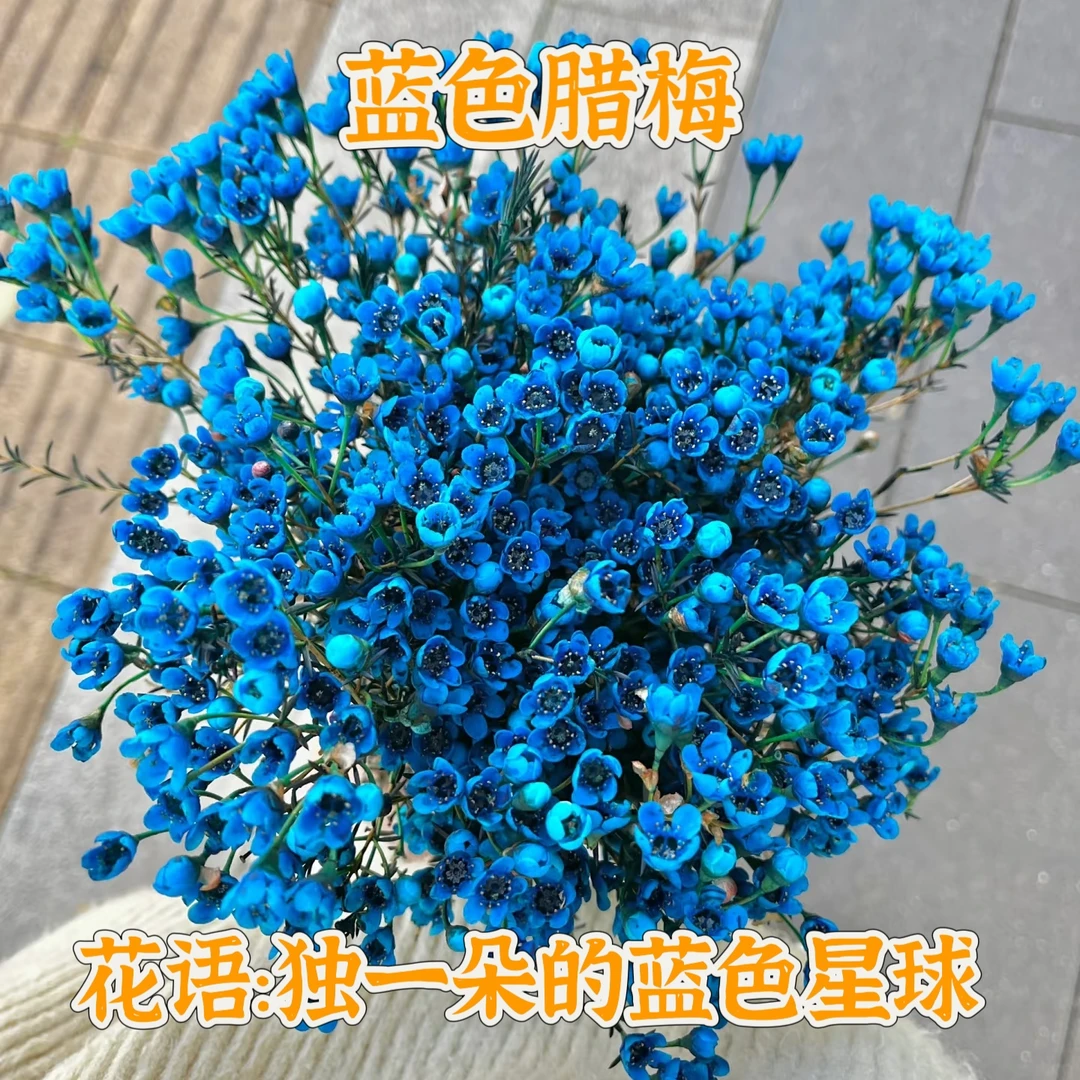 【次日达·蓝色腊梅】200克蓝色腊梅一把家居花鲜切花·全场两单顺丰包邮次日达