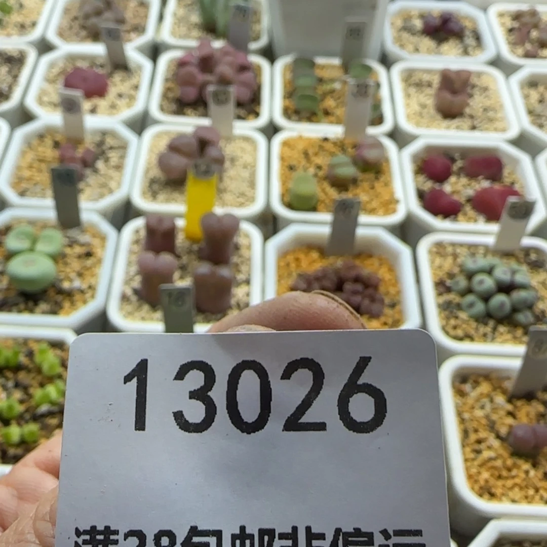 【闪购商品】安*13026