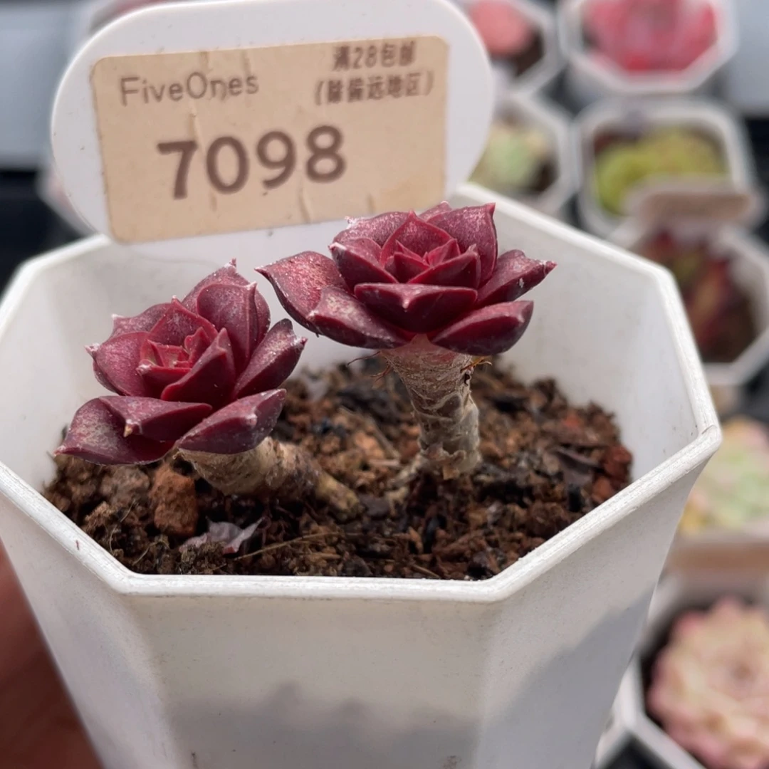 罗西马7098-4.0厘米