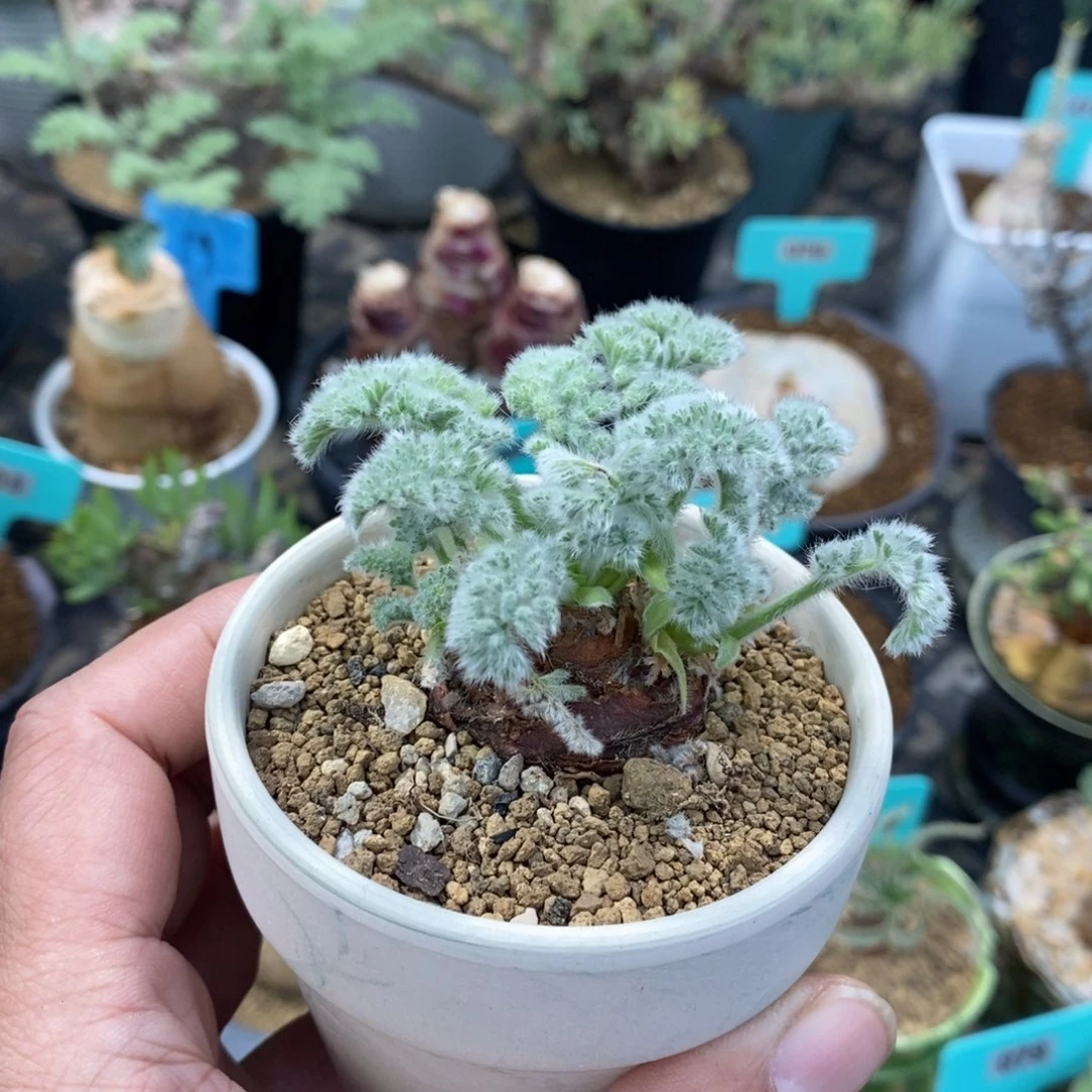 羽叶杨奎，带盆土发货