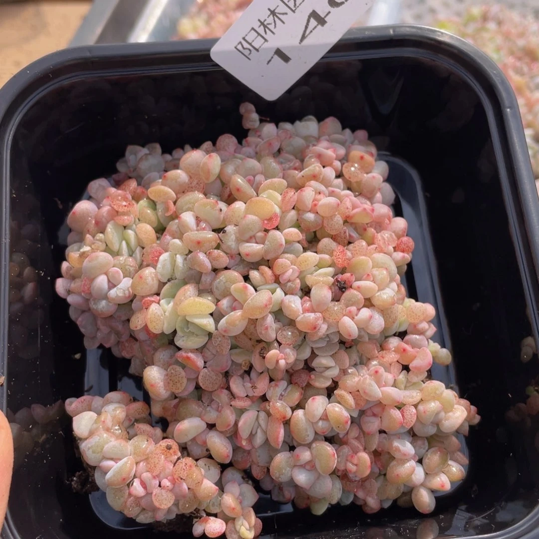 多肉植物多肉植物140