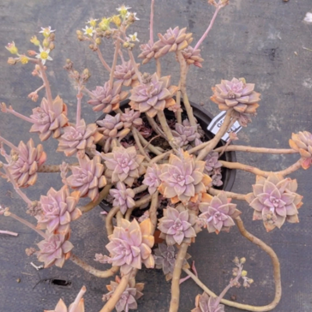 【闪购商品】阿伦培2436