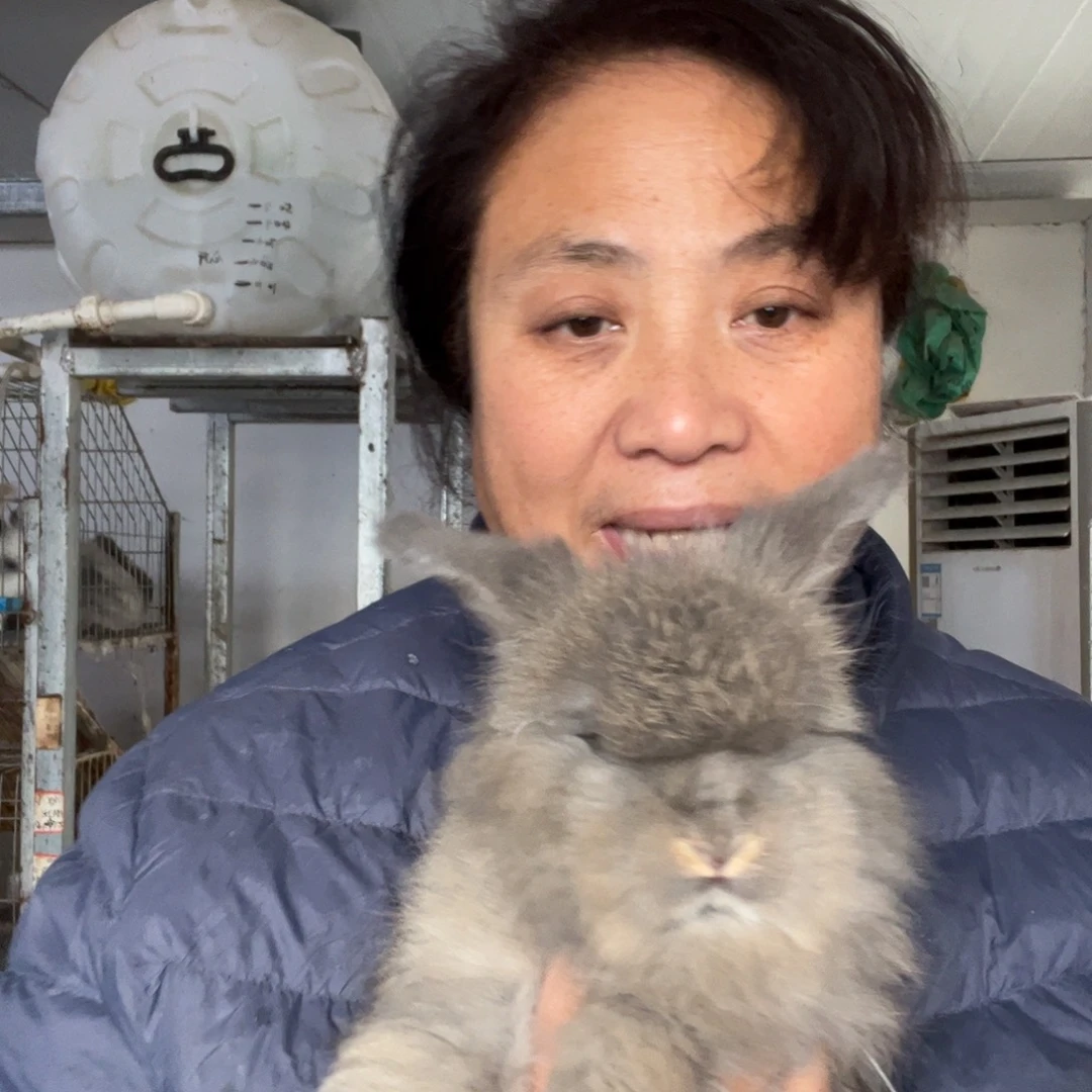 宠物兔英系安哥拉兔