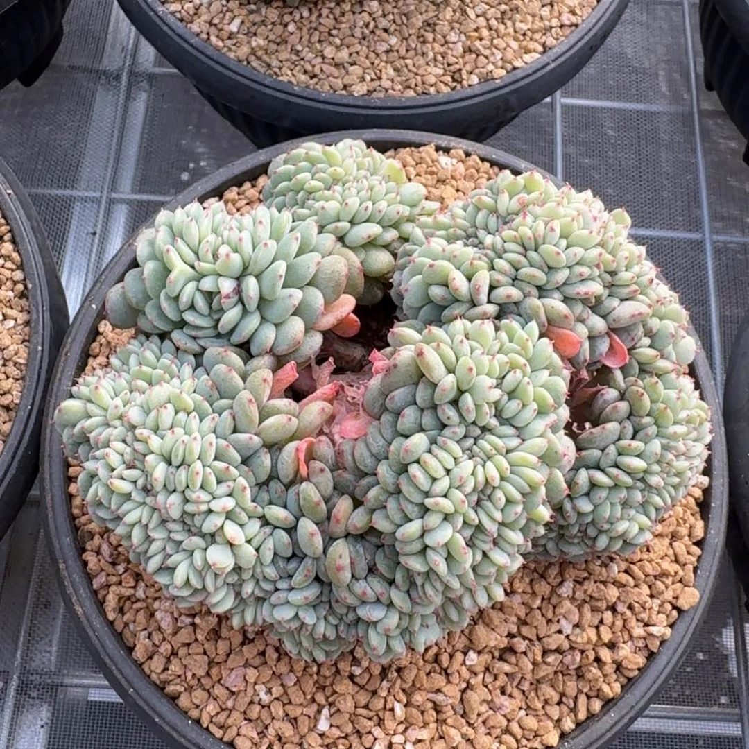 从前慢花园多肉编号吧白胖子小